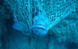 ghost net cernia