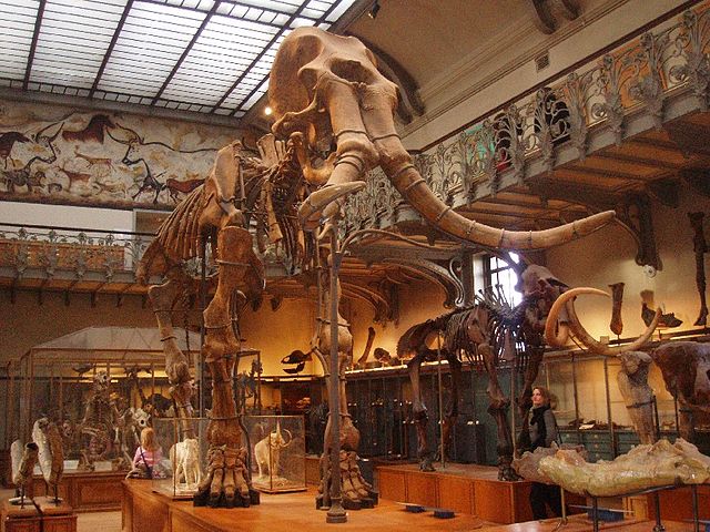 GEOLOGIA QUATERNARIO 640px-Mammuthus_meridionalis