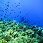 L’importanza delle aree marine protette di Alessandro Filippini