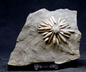 riccio di mare fossile