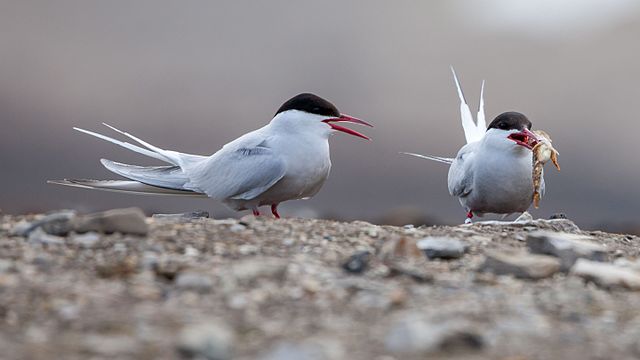 Questa immagine ha l'attributo alt vuoto; il nome del file è An_arctic_tern_Sterna_paradisaea_begrudges_the_other_its_prey.jpg
