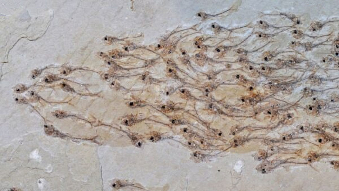 FOSSILE DI BRANCO DI PESCI