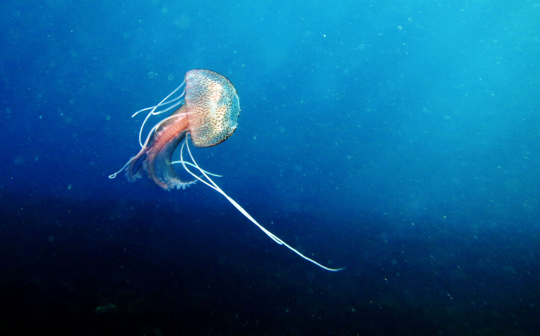 medusa 3a