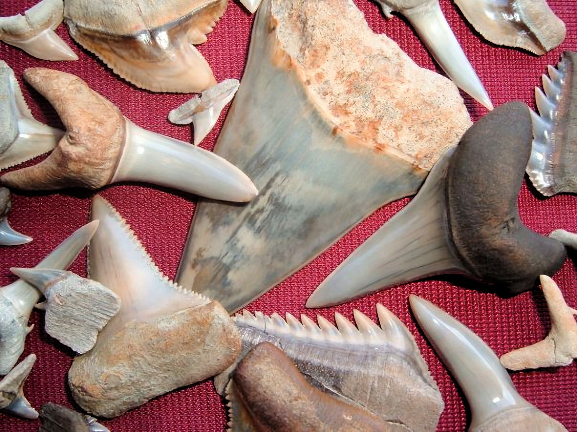 Denti_di_squalo Oddone wikimedia commons large