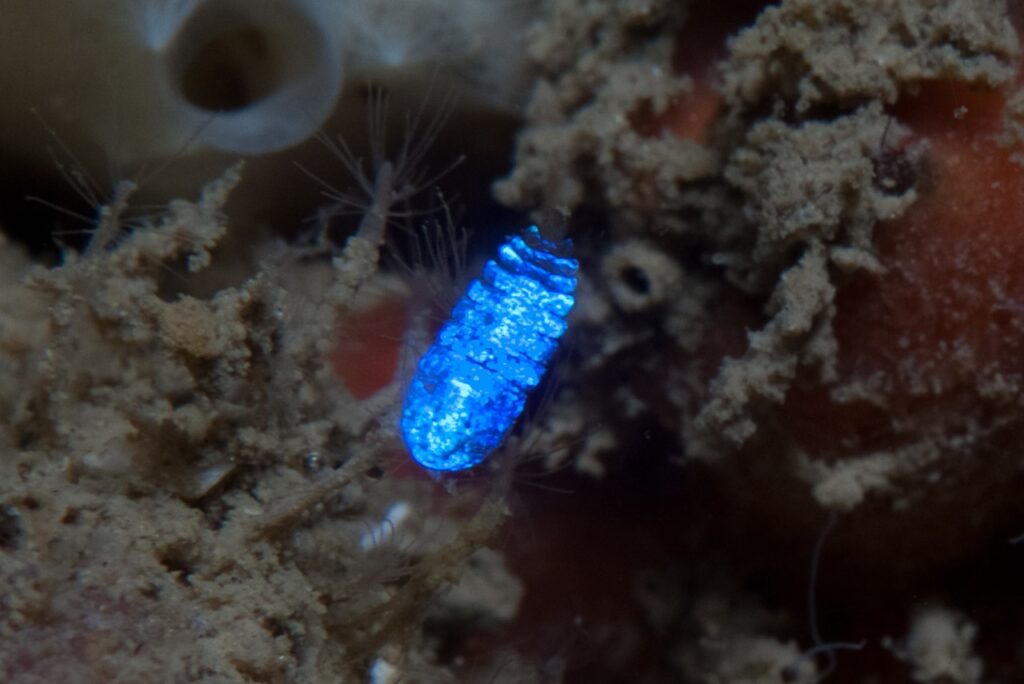 Questa immagine ha l'attributo alt vuoto; il nome del file è 1280px-Sapphirina-1024x684.jpg