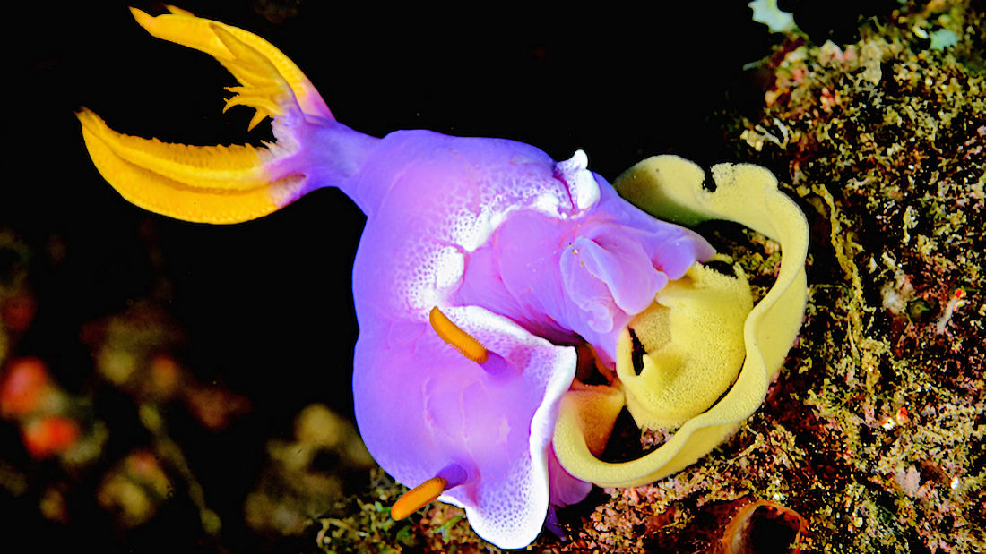 funkhouser Nudibranch-laying-eggs-1-1