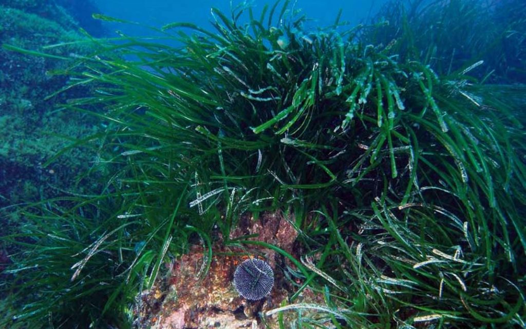 Questa immagine ha l'attributo alt vuoto; il nome del file è posidonia-piazzi-1024x642.jpg