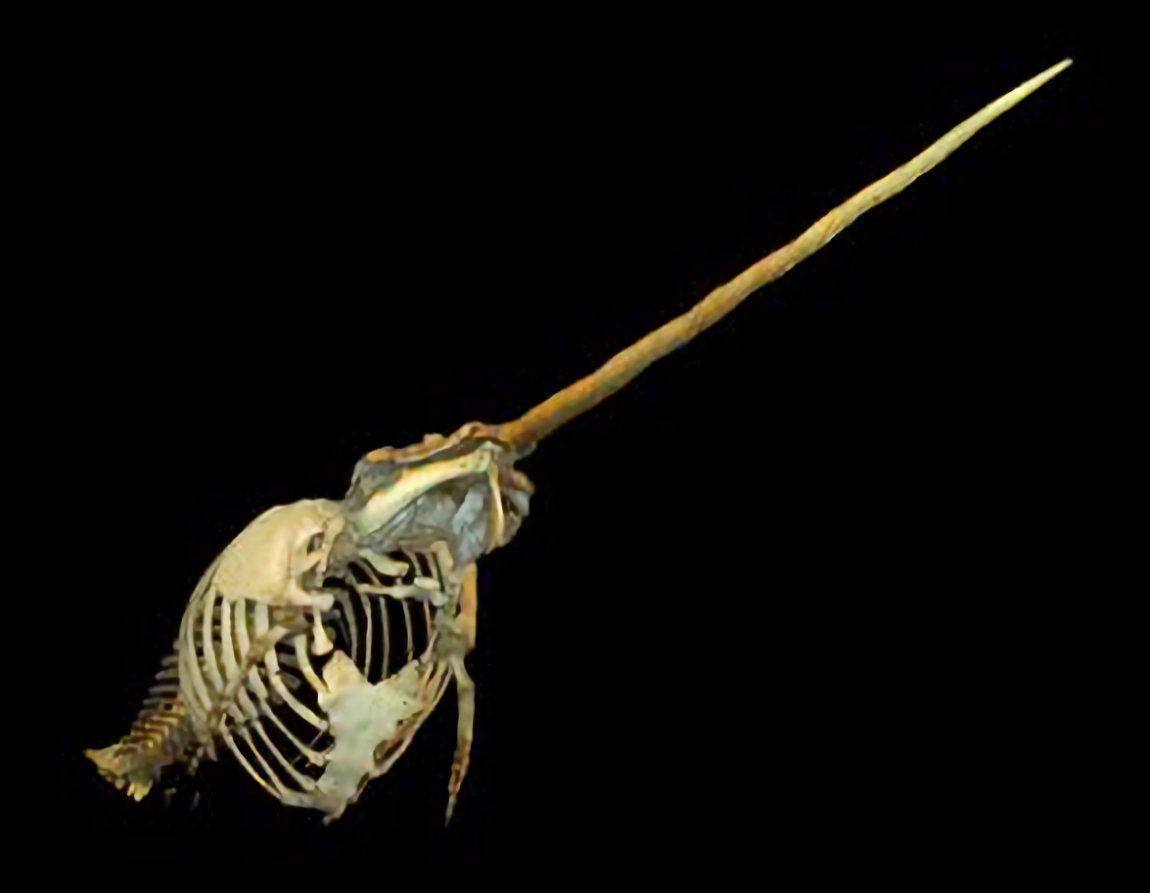 MAMMIFERI-MARINI-NARVALO-Monodon_monoceros_skeleton_at_Goteborgs_Naturhistoriska_Museum_2316-300x233
