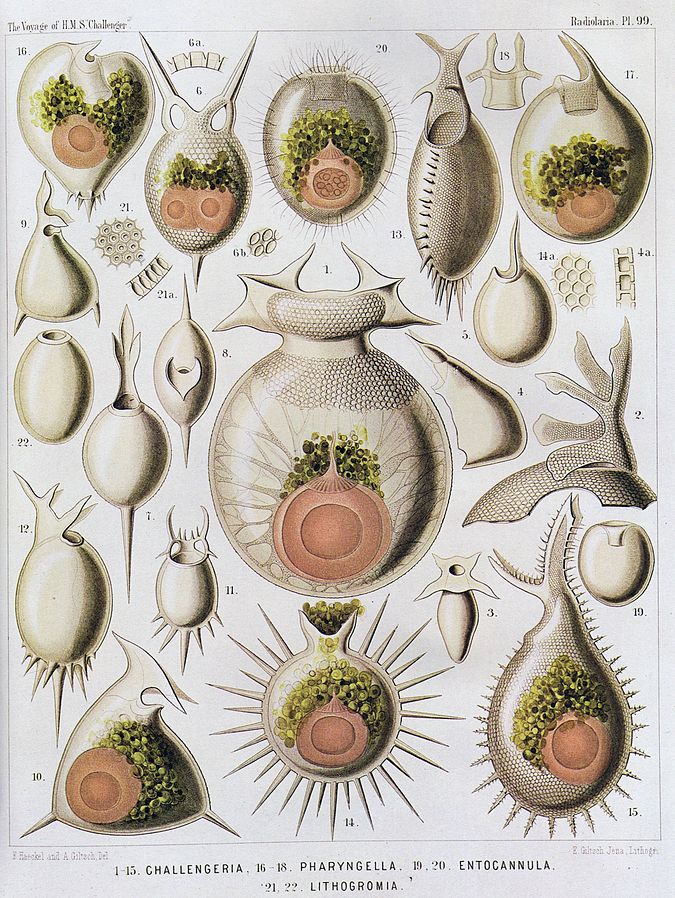 OCEANOGRAFIA HMS CHALLENGER Radiolaria