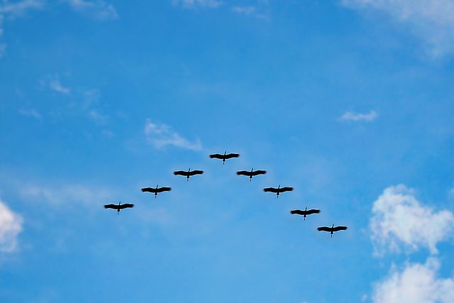 BIOLOGIA MARINA MIGRAZIONI Birds-216827_640
