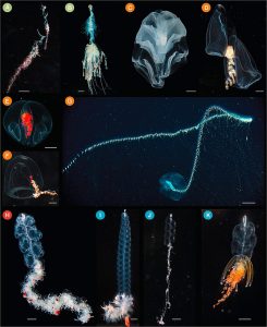 Photographs_of_living_siphonophores