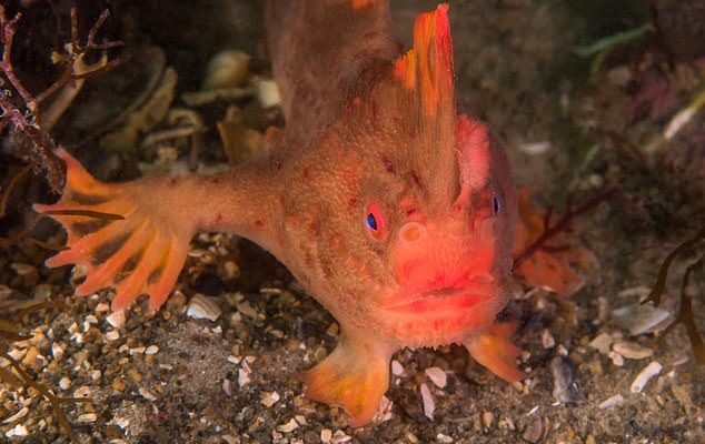 Una nuova specie estinta: il pesce palla liscio