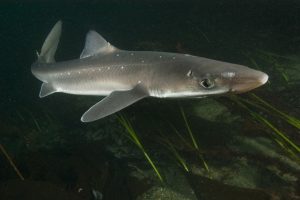 sqaulo spinarolo