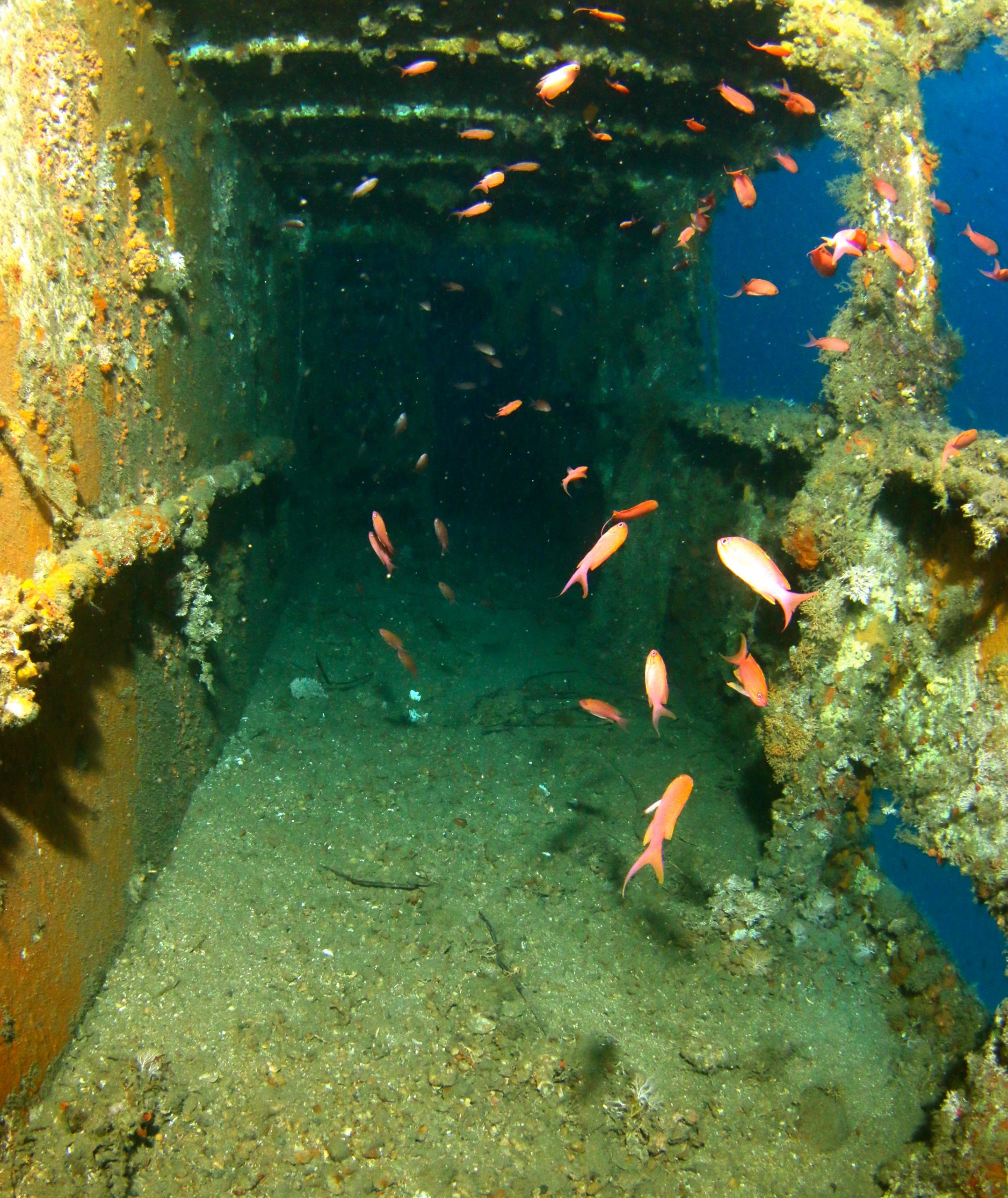 volpe ecosfera 2