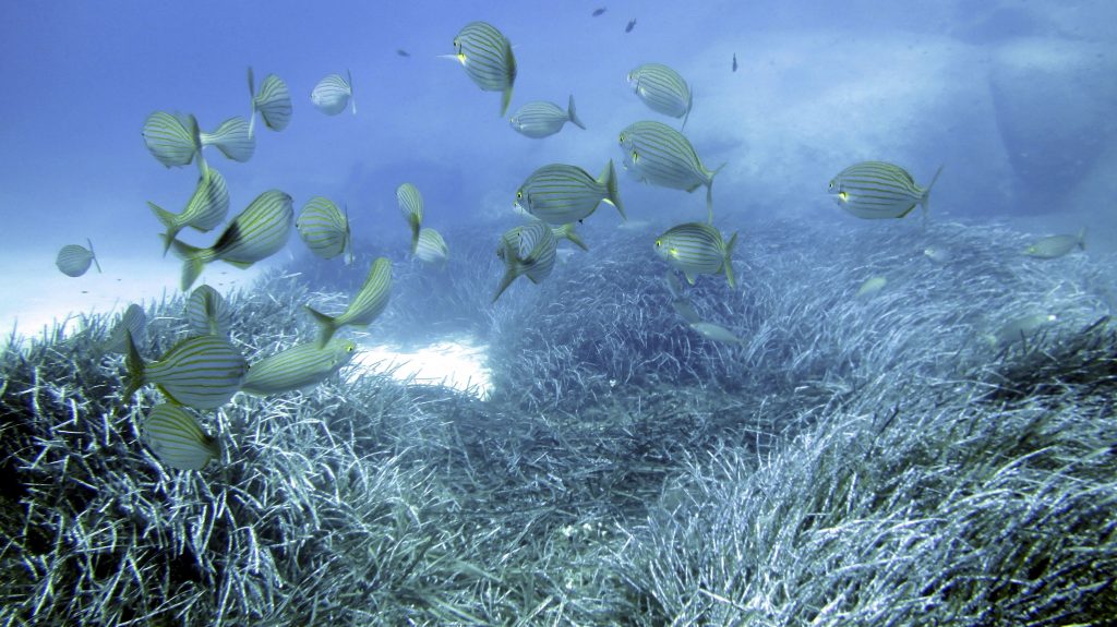 Questa immagine ha l'attributo alt vuoto; il nome del file è praterie-posidonia-tavolara-1024x575.jpg