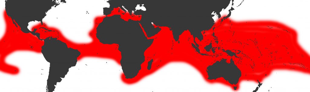 Questa immagine ha l'attributo alt vuoto; il nome del file è DISTRIBUZIONE-1024x305.jpg