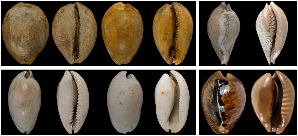 Questa immagine ha l'attributo alt vuoto; il nome del file è Fossili-foto-M.B.-1024x466.jpg