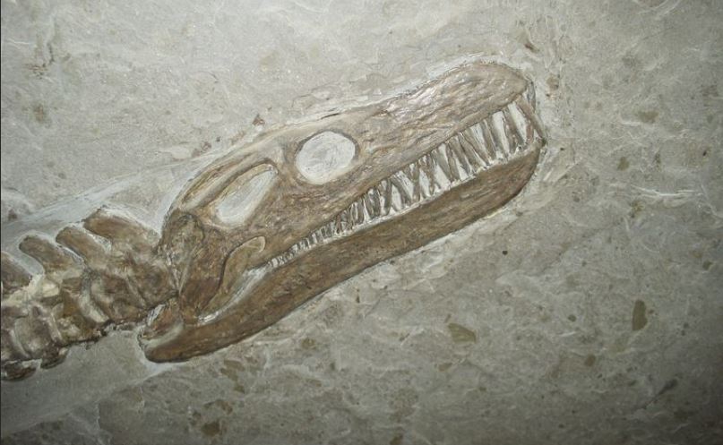 L’Era Mesozoica, quando i dinosauri regnavano sul pianeta – Parte VIII