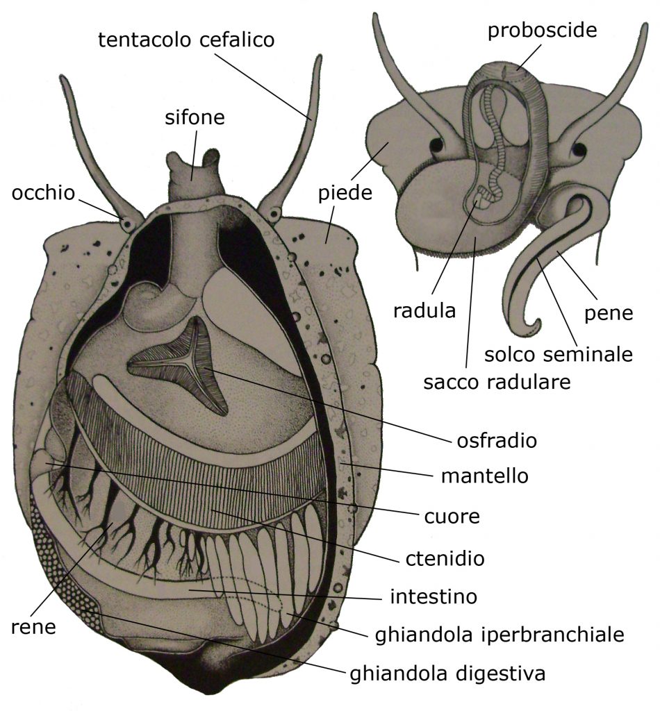 Questa immagine ha l'attributo alt vuoto; il nome del file è anatomia-950x1024.jpg