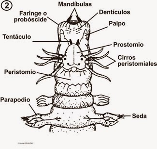 Questa immagine ha l'attributo alt vuoto; il nome del file è nereiscabeza.jpg
