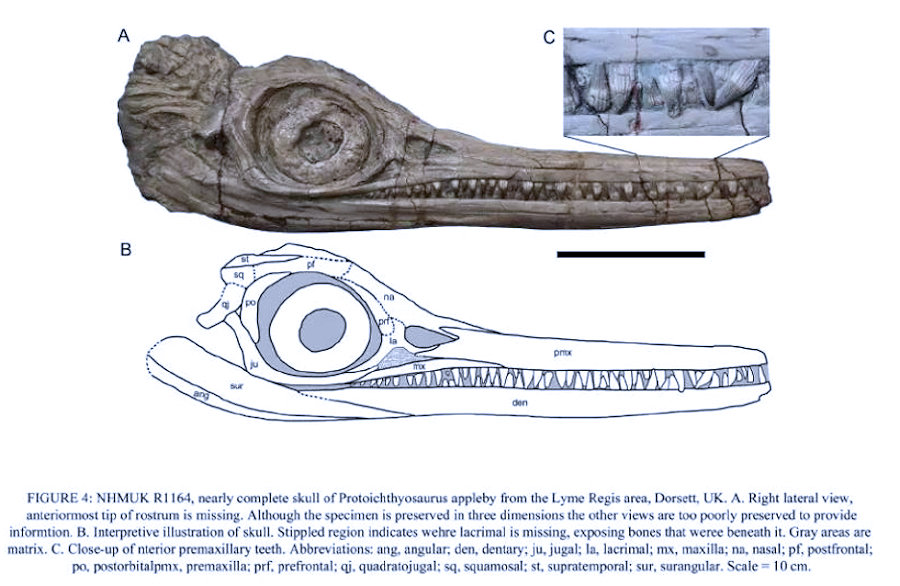 Questa immagine ha l'attributo alt vuoto; il nome del file è ittiosauro-cranio-2.png
