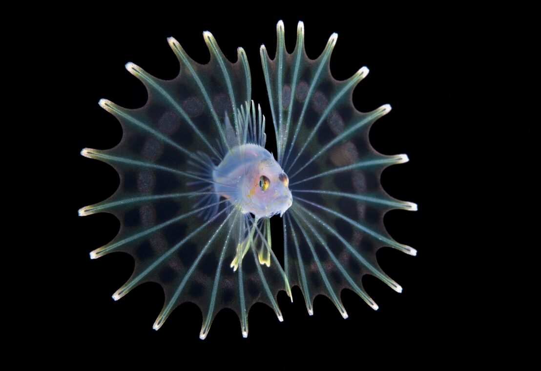 steven-kovacs-an-inch-long-larval-lionfish-off-the-coast-of-Palm-Beach-Fla
