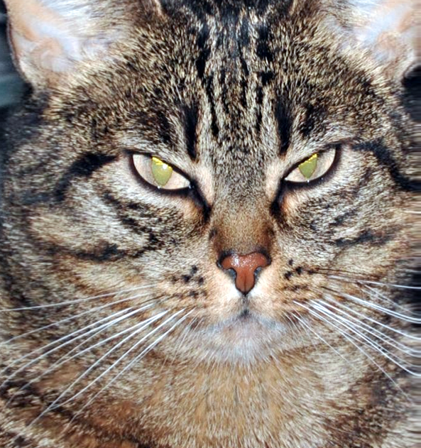 Questa immagine ha l'attributo alt vuoto; il nome del file è mimetismo-felino.png