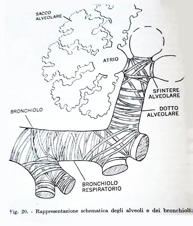 Questa immagine ha l'attributo alt vuoto; il nome del file è cas-4.png