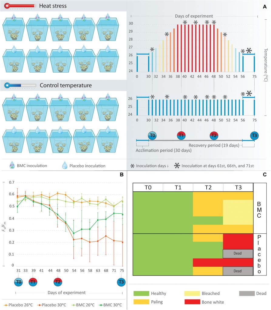 Questa immagine ha l'attributo alt vuoto; il nome del file è sciadv.abg3088-f1-893x1024.jpg