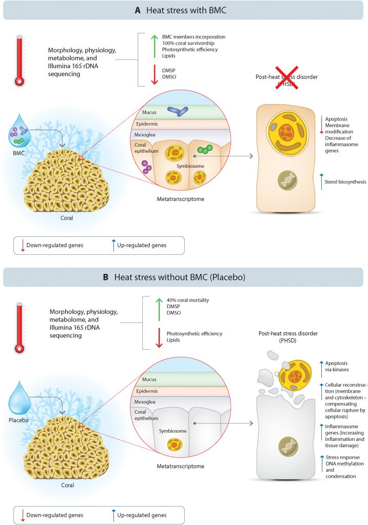 Questa immagine ha l'attributo alt vuoto; il nome del file è sciadv.abg3088-f5-717x1024.jpg
