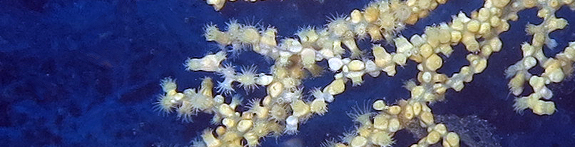 Questa immagine ha l'attributo alt vuoto; il nome del file è cropped-IMG_6410-dett.png