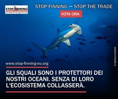 Questa immagine ha l'attributo alt vuoto; il nome del file è squali2.jpg