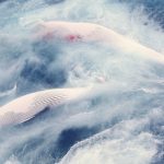 Reportage: tutti Capitan Achab per osservare le Moby Dick liguri