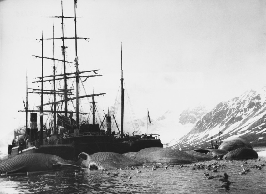 caccia-alle-balene