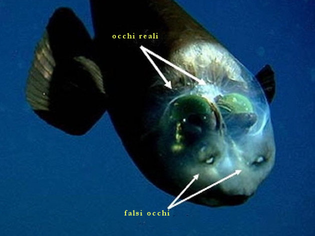 Questa immagine ha l'attributo alt vuoto; il nome del file è barreleye-descrizione.jpeg