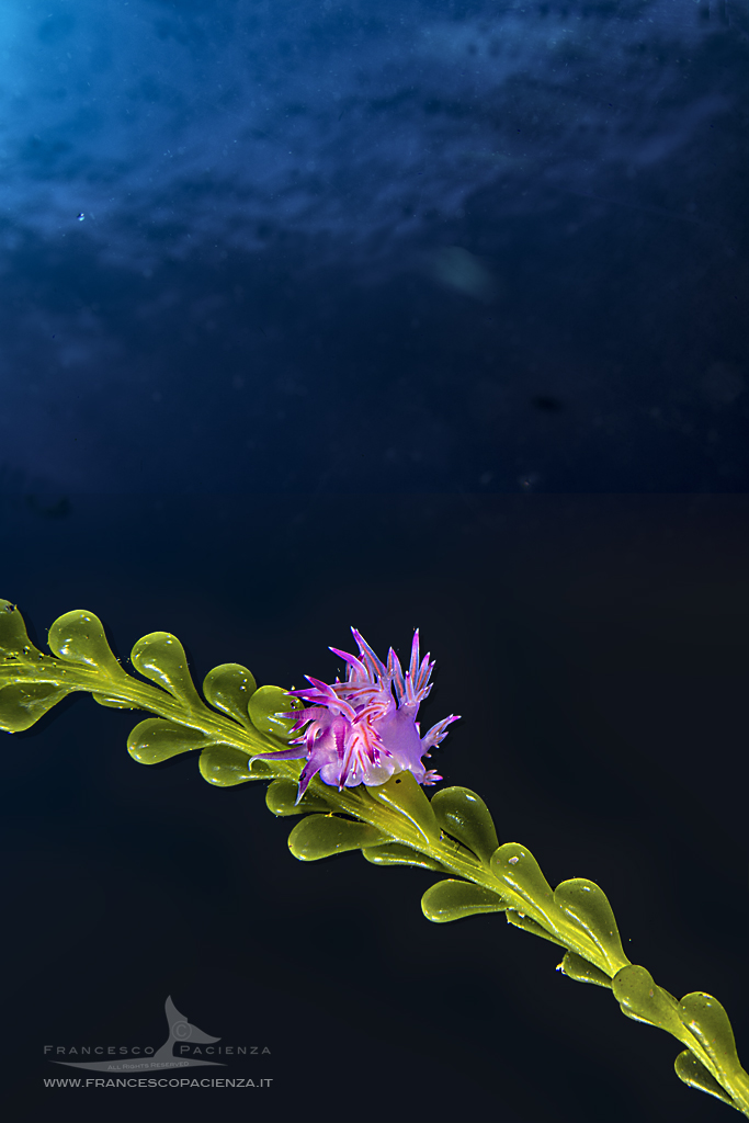 Questa immagine ha l'attributo alt vuoto; il nome del file è francesco-pacienza-2.jpg