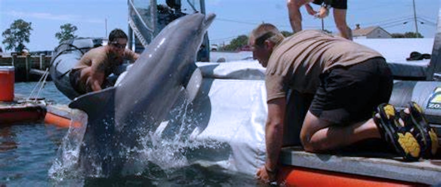 Questa immagine ha l'attributo alt vuoto; il nome del file è delfini-usn-mcm.jpg