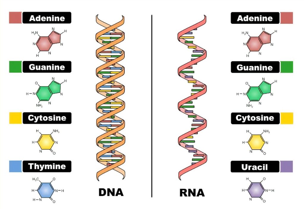Questa immagine ha l'attributo alt vuoto; il nome del file è dna-rna-1024x704.jpeg