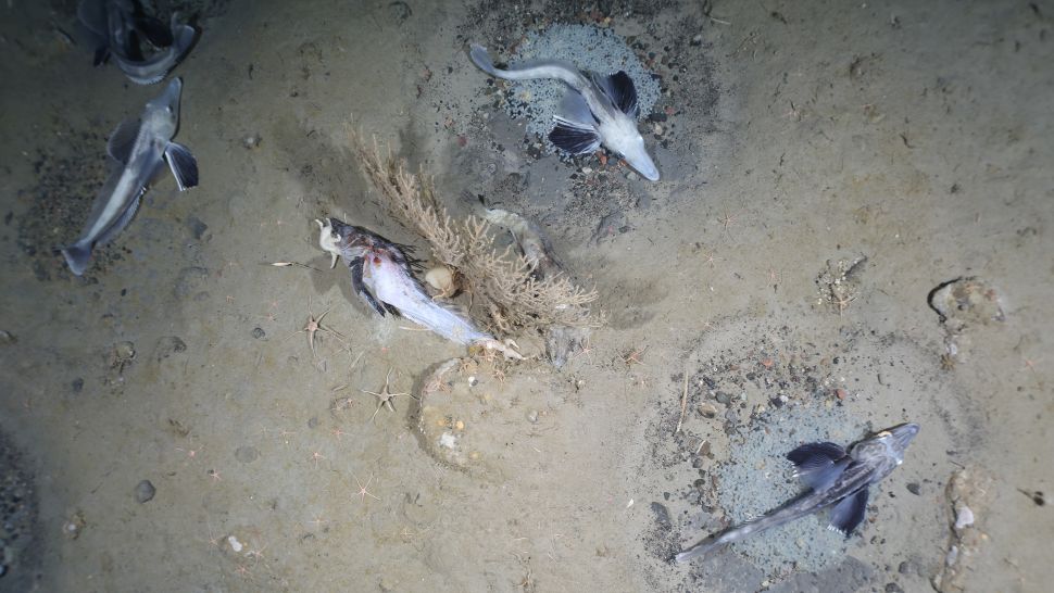 Scoperta una vasta colonia riproduttiva di pesci ghiaccio in Antartide