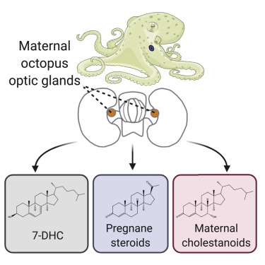 Questa immagine ha l'attributo alt vuoto; il nome del file è polpo-femmina.jpg