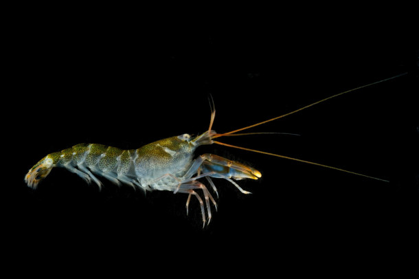 Questa immagine ha l'attributo alt vuoto; il nome del file è snapping-shrimp-Cragnon-Synalpheus.jpg