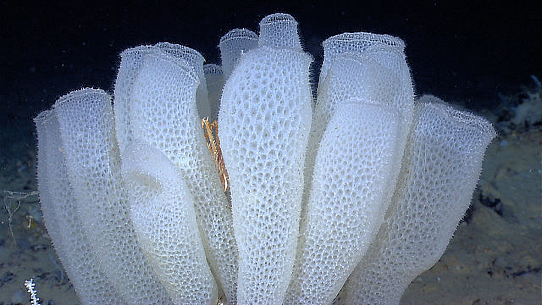 BIOLOGIA-MARINA-Euplectella_aspergillum_Okeanos