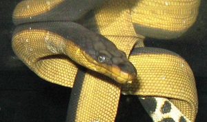 biologia marina Yellowbelly_sea_snake