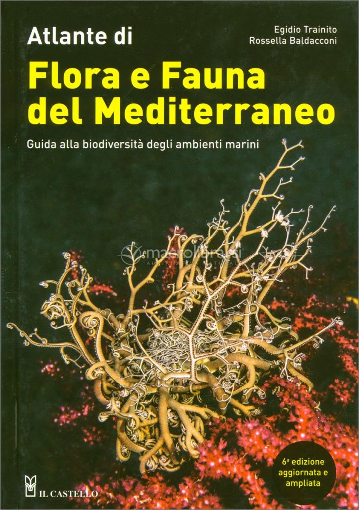 Questa immagine ha l'attributo alt vuoto; il nome del file è atlante-di-flora-e-fauna-del-mediterraneo-197773-1-721x1024.jpg