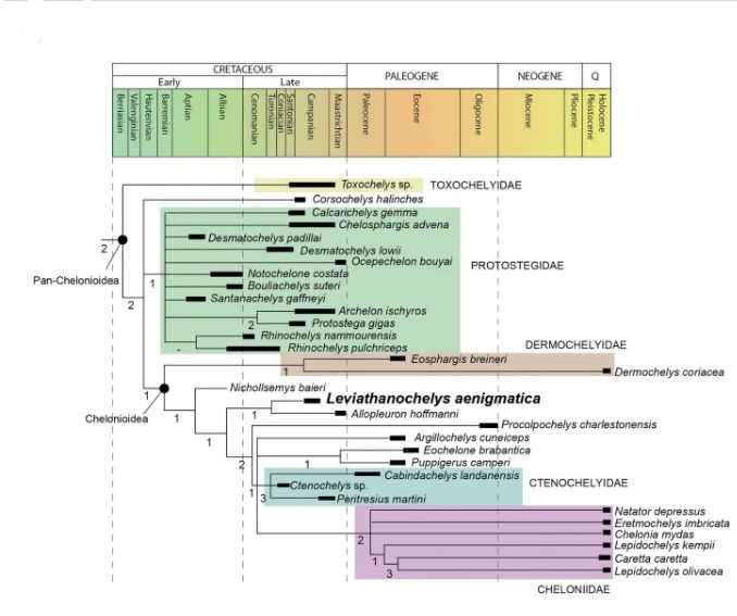 Questa immagine ha l'attributo alt vuoto; il nome del file è evoluzione-tartarughe-marine-1.jpg