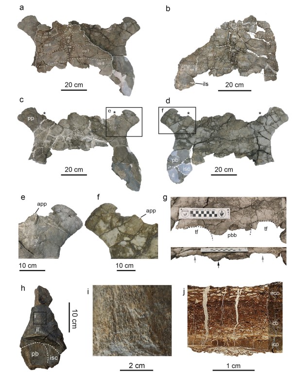 Questa immagine ha l'attributo alt vuoto; il nome del file è vertebre-tartaruga-fossile-gigante-spagna.jpg