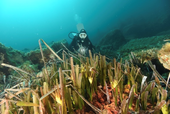tavolara-posidonia