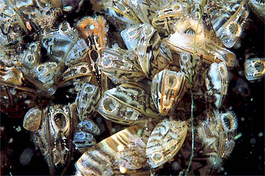 BIOLOGIA-MARINA-BIVALVA-Dreissena_polymorpha