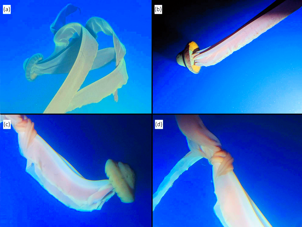 Questa immagine ha l'attributo alt vuoto; il nome del file è immagini-stygiomeduse-antartide-1.png