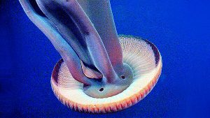 medusa-gigante-monterey-acquarium